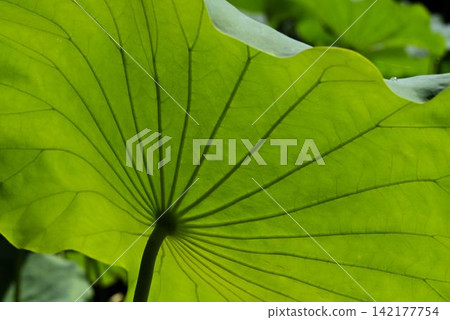 A beautiful natural work of art: the radiating vein pattern of a lotus leaf (viewed from the underside, the veins radiating outwards from the tip of the stem are a beautiful pattern). A beautiful natural work of art: the radiating vein pattern of a lotus leaf (viewed from the underside, the veins radiating outwards from the tip of the stem are a beautiful pattern). 142177754