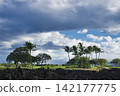 96441 Palm trees on King's Foot Trail, Waikoloa, Hawaii Island 142177775