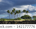 96442 Palm trees on King's Foot Trail, Waikoloa, Hawaii Island 142177776