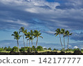 96443 Palm trees and blue sky, Waikoloa, Hawaii Island 142177777