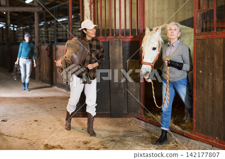 Ordinary day in the stable - an elderly woman takes white horse out of stall 142177807