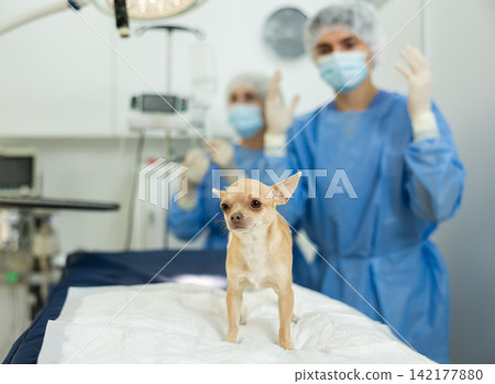 Chihuahua with bandaged abdomen standing after procedure on operating table Chihuahua with bandaged abdomen standing after procedure on operating table 142177880