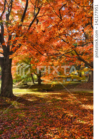 京都東福寺:美麗的秋葉(京都府京都市東山區) 京都東福寺:美麗的秋葉(京都府京都市東山區) 142177951