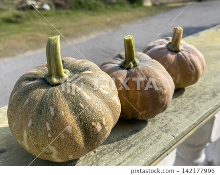 Close Up Row Of Small Harvested Organic Pumpkins Close Up Row Of Small Harvested Organic Pumpkins 142177996