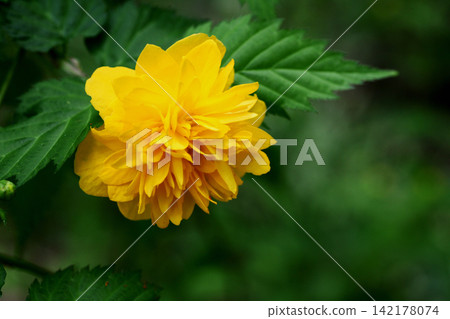 Yae Yamabuki's flower Yae Yamabuki's flower 142178074