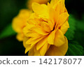 Yae Yamabuki's flower 142178077