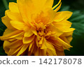 Yae Yamabuki's flower 142178078