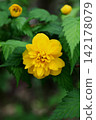 Yae Yamabuki's flower 142178079