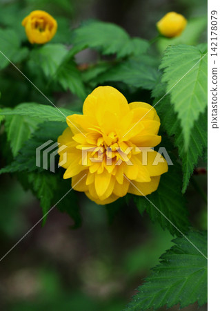 Yae Yamabuki's flower 142178079