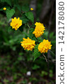 Yae Yamabuki's flower 142178080
