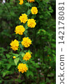 Yae Yamabuki's flower 142178081