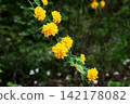 Yae Yamabuki's flower 142178082
