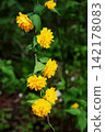 Yae Yamabuki's flower 142178083