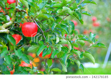 綠葉間,紅蘋果正在成熟。 綠葉間,紅蘋果正在成熟。 142178185