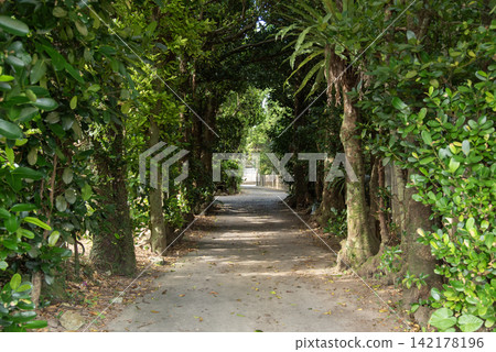 A straight road lined on both sides with trees such as Garcinia subelliptica and tropical plants, with sunlight filtering through in places. A straight road lined on both sides with trees such as Garcinia subelliptica and tropical plants, with sunlight filtering through in places. 142178196