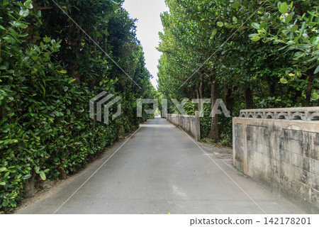 A straight road lined with Fukugi trees and other tropical plants, and concrete walls. A straight road lined with Fukugi trees and other tropical plants, and concrete walls. 142178201