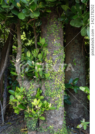 A tropical Garcinia tree covered in ivy A tropical Garcinia tree covered in ivy 142178202