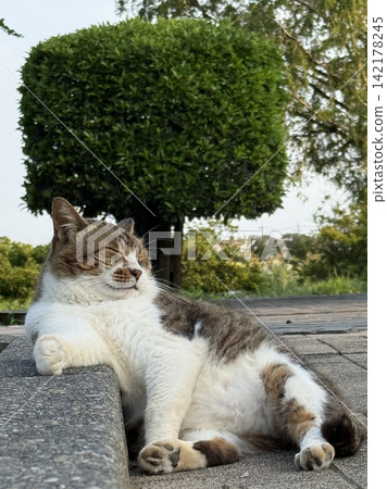 A stray cat in Tsutsujigaoka Park relaxes with its elbows resting on the curb, looking very dignified. A stray cat in Tsutsujigaoka Park relaxes with its elbows resting on the curb, looking very dignified. 142178245