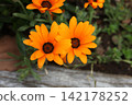 African calendula 142178252
