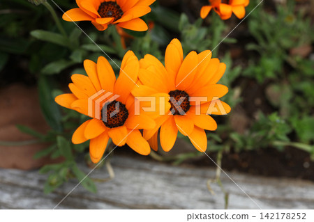 African calendula African calendula 142178252