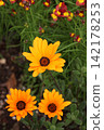 African calendula 142178253