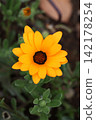 African calendula 142178254