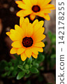 African calendula 142178255