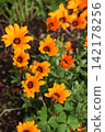 African calendula 142178256