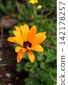 African calendula 142178257