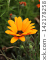 African calendula 142178258