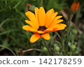 African calendula 142178259