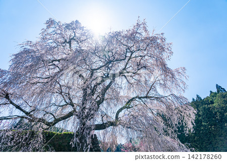 Matabei Cherry Tree, also known as Hongō no Takizakura, is a magnificent weeping cherry tree in Ōuda, Uda City, Nara Prefecture, with an estimated age of 300 years. Matabei Cherry Tree, also known as Hongō no Takizakura, is a magnificent weeping cherry tree in Ōuda, Uda City, Nara Prefecture, with an estimated age of 300 years. 142178260