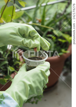 Hands planting a seed in a small cup with soil Hands planting a seed in a small cup with soil 142178276