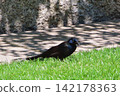 common grackle 142178363