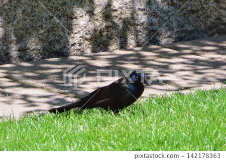 common grackle 142178363