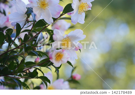 淡粉紅色的山茶花 淡粉紅色的山茶花 142178489