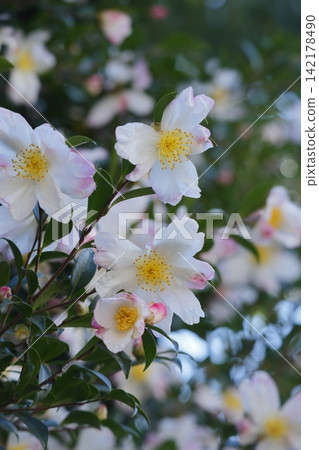 淡粉紅色的山茶花 淡粉紅色的山茶花 142178490
