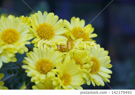 Yellow Kikuchi Flower Yellow Kikuchi Flower 142178493