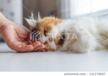 Calico Long-Haired Cat Being Gently Petted While Resting Calico Long-Haired Cat Being Gently Petted While Resting 142178697