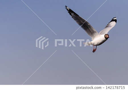 A seagull soaring through a clear blue sky with fully extended wings, capturing freedom, graceful flight, and the beauty of coastal wildlife 142178715