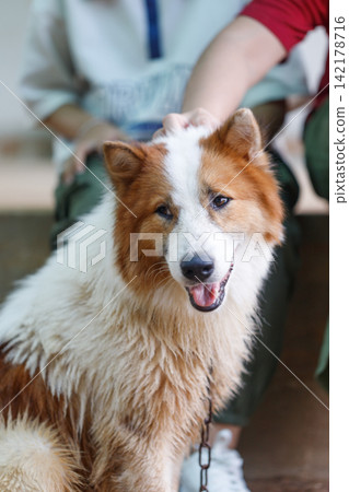Hand of people touching on Thai Bangkaew dog with fluffy white and brown fur. A Loyal and cheerful dog Hand of people touching on Thai Bangkaew dog with fluffy white and brown fur. A Loyal and cheerful dog 142178716