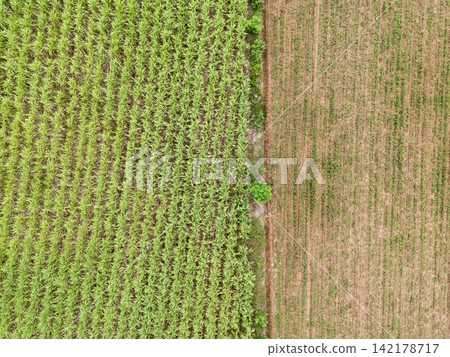 Top down drone aerial view of sugarcane plantation with green crop rows and agricultural pattern 142178717