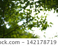 Sunlight filtering through the trees (cherry blossoms) 142178719