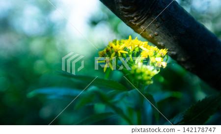 Yellow wildflowers of Rishiri Island illuminated by the soft light of the forest. Yellow wildflowers of Rishiri Island illuminated by the soft light of the forest. 142178747