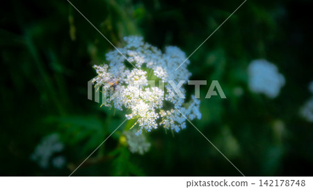 White wildflowers blooming in the forests of Rishiri Island White wildflowers blooming in the forests of Rishiri Island 142178748