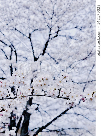 Cherry blossoms in full bloom in the park in April Cherry blossoms in full bloom in the park in April 142179022