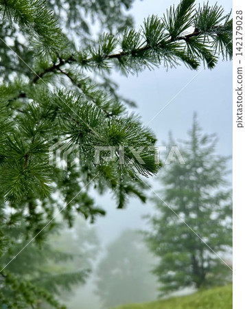 A tree with raindrops dripping from it, photographed on Mount Daibosatsu in the rain. 142179028