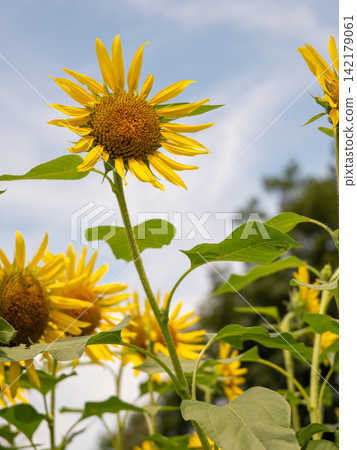 Yellow sunflowers blooming against the backdrop of a soft summer blue sky. Yellow sunflowers blooming against the backdrop of a soft summer blue sky. 142179061