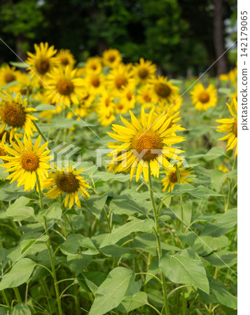 A field of brightly blooming sunflowers, a summer scene. A field of brightly blooming sunflowers, a summer scene. 142179065