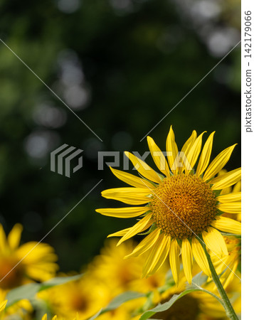 Bright yellow sunflowers in full bloom Bright yellow sunflowers in full bloom 142179066